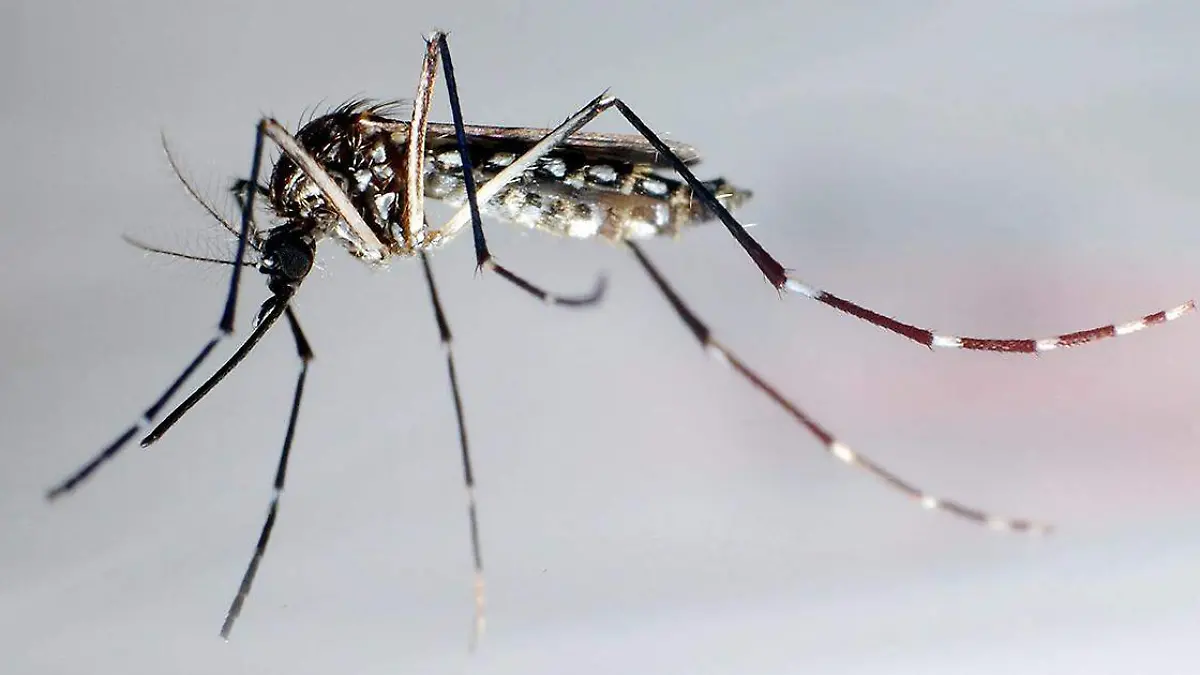 Los contagios de dengue en Puebla continúan al alza, pues de acuerdo con la Secretaría de Salud estatal suman 2 mil 029 casos acumulados